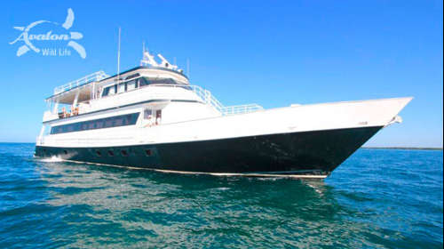 Jardines Avalon F 1